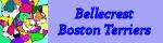 Bellecrest Boston Terriers