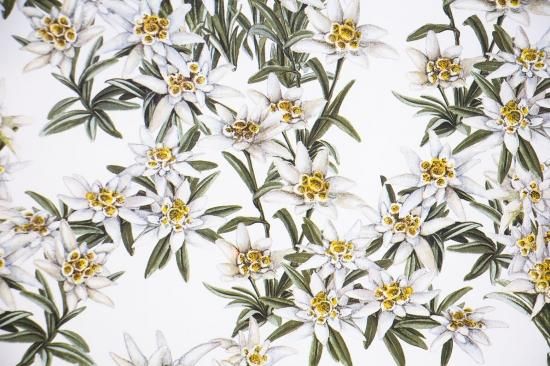 Paper Tassotti Edelweiss Box Needle Online Boutique 京都の職人による貼箱店 Paper Tassotti Edelweiss Box Needle Online Boutique 京都の職人による貼箱店