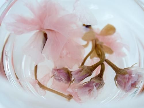 桜茶 - 新茶の通販、深蒸し茶、ほうじ茶など【磯田園製茶