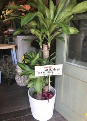 観葉植物 幸福の木 のページです 出産祝いにおむつケーキを フラワーギフト通販のｓｐｉｃｅ