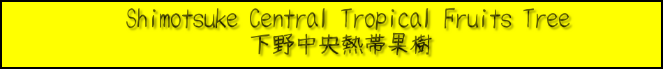 Shimotsuke Central Tropical Fruits Tree ǮӲ̼