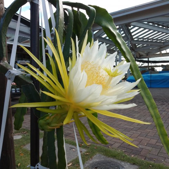 黄皮白肉ドラゴンフルーツ（Hylocereus polyhizus） - Shimotsuke 