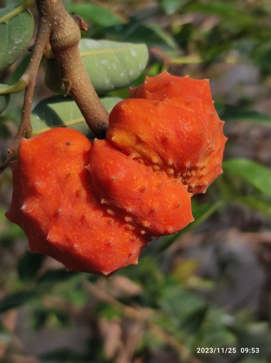 レッドチェリモヤ(Annona spinescens) - Shimotsuke Central Tropical Fruits Tree 下野中央 熱帯果樹