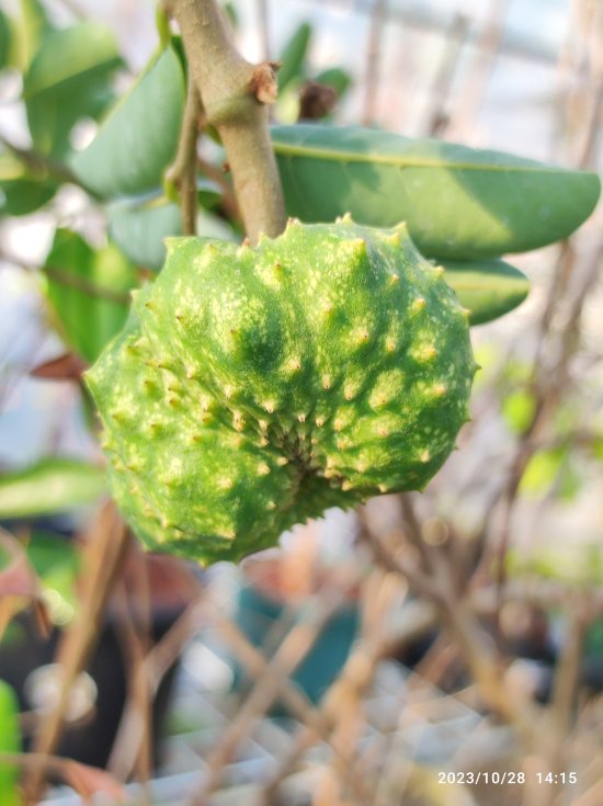 レッドチェリモヤ(Annona spinescens) - Shimotsuke Central Tropical