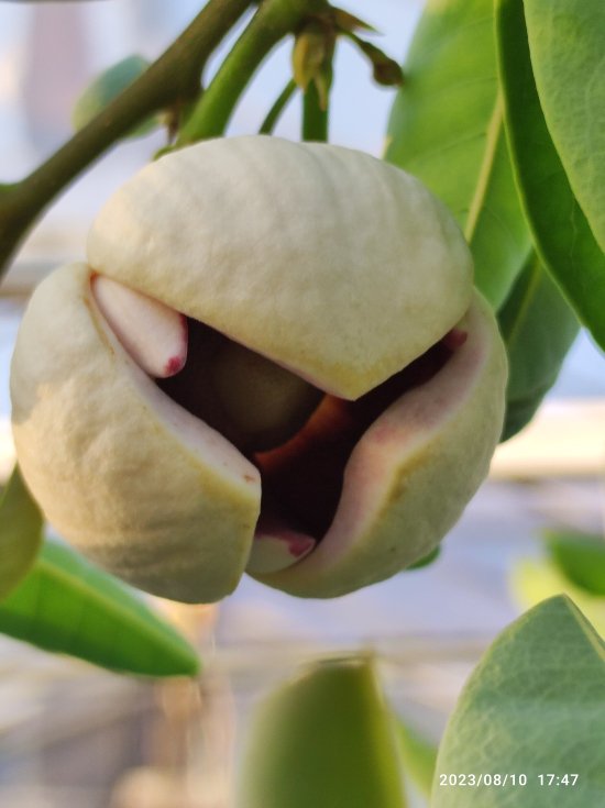 レッドチェリモヤ(Annona spinescens) - Shimotsuke Central Tropical Fruits Tree 下野中央 熱帯果樹