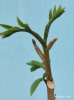 󥳥(Lansium parasiticum)
