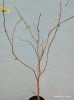 ֥롼졼(Myrciaria vexator)