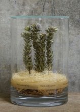 The Landscapers / DRY CYLINDER -Buxifolia- / Light Wood & ガラス蓋付き Size 20 