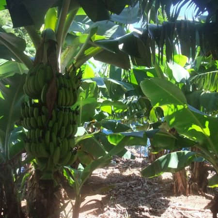 島バナナ畑