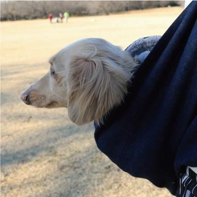 DEVAN  リボン首輪＆リード　黄色 ハーネス ワッペン メンズ】 通販で犬用のリードや首輪をお探し