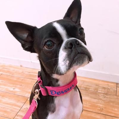 Melodia Piccolo】 リボン首輪や犬用リードの通販 DEVAN ONLINE SHOP