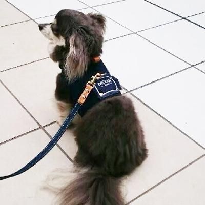 ハーネス ワッペン メンズ】 通販で犬用のリードや首輪をお探し