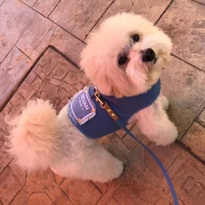 Melodia Piccolo】 リボン首輪や犬用リードの通販 DEVAN ONLINE SHOP
