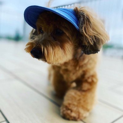 Sun Visor ワンちゃん帽子 - リボン首輪や犬用リードの通販　DEVAN ONLINE SHOP