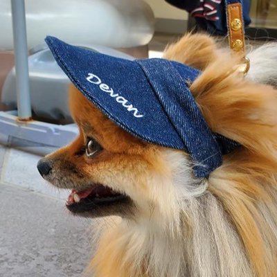 Sun Visor ワンちゃん帽子 - リボン首輪や犬用リードの通販 DEVAN