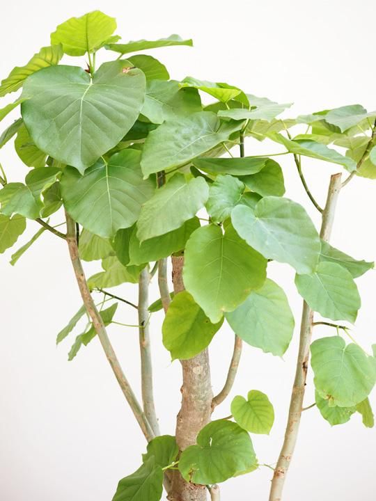 楽天市場】斑入り（種類（植物）ウンベラータ）の通販