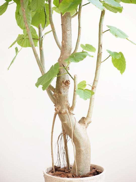 ウンベラータ 販売・通販 ［詳細ページ］ *tree tree*