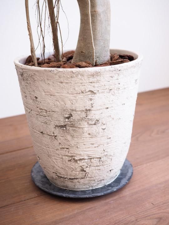楽天市場】斑入り（種類（植物）ウンベラータ）の通販