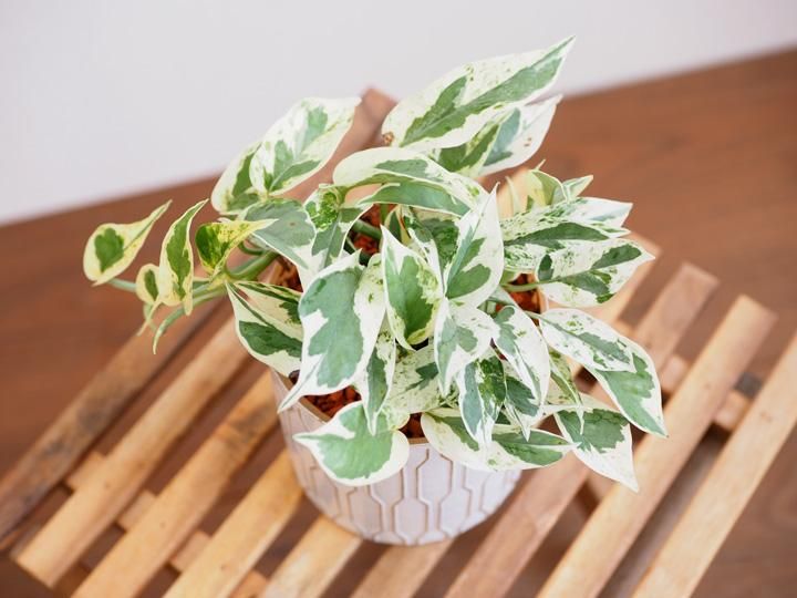 ポトス エクセレント 販売 通販 詳細ページ Tree Tree ポトス エクセレント 販売 通販 詳細ページ Tree Tree