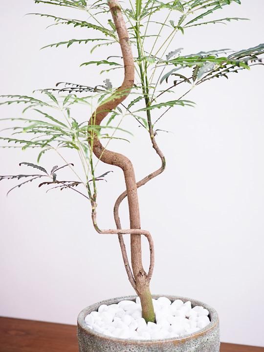 アラレア 販売・通販 ［詳細ページ］ *tree tree*