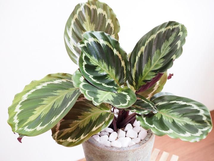 カラテア メダリオン 販売 通販 詳細ページ Tree Tree カラテア メダリオン 販売 通販 詳細ページ Tree Tree