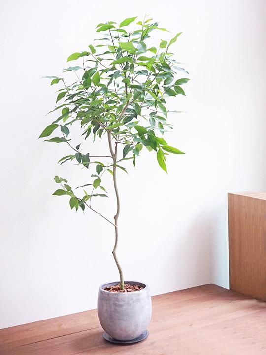 アマゾンオリーブ 販売 通販 Tree Tree