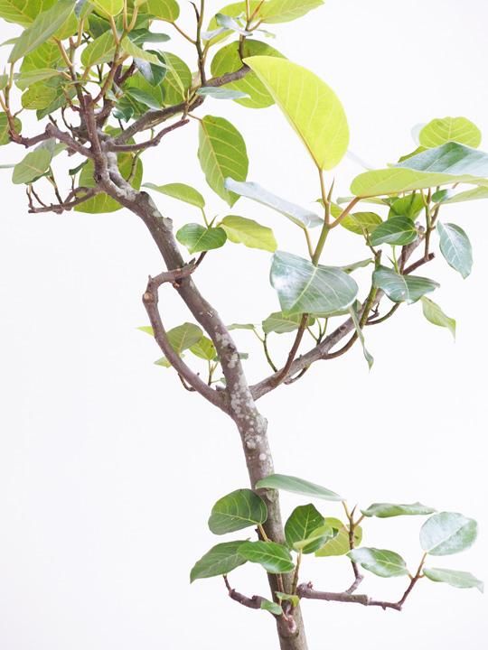 フィカス グランディス 販売 通販 詳細ページ Tree Tree フィカス グランディス 販売 通販 詳細ページ Tree Tree