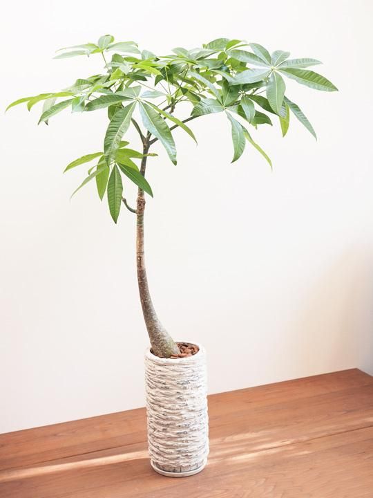 パキラ 販売 通販 詳細ページ Tree Tree パキラ 販売 通販 詳細ページ Tree Tree