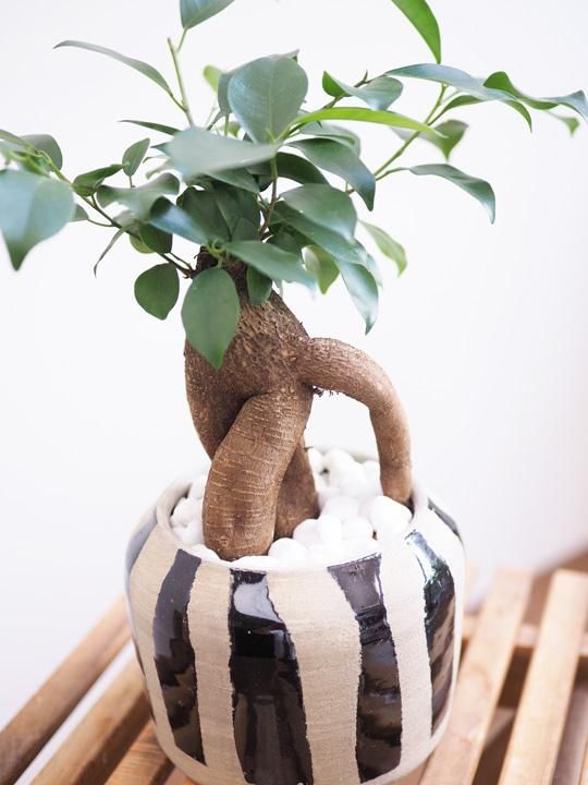 ガジュマル 販売・通販［詳細ページ］ *tree tree*