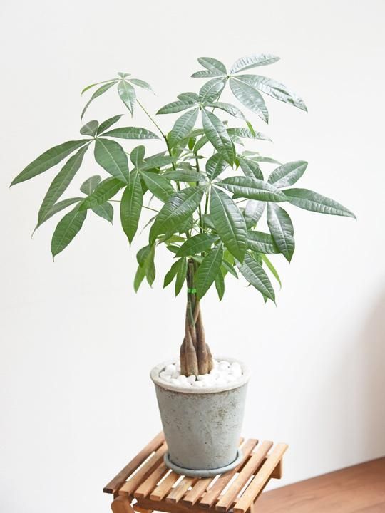 パキラ 販売 通販 詳細ページ Tree Tree パキラ 販売 通販 詳細ページ Tree Tree