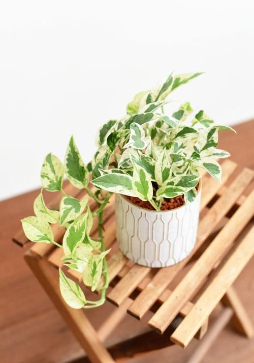 ポトス・エクセレント 09161 販売・通販 ［詳細ページ］ *tree tree*