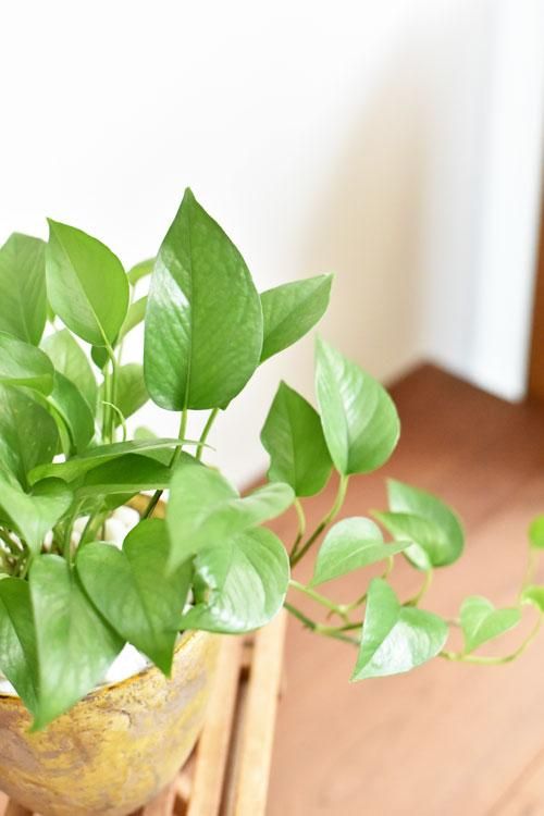 ポトス パーフェクトグリーン 販売 通販 詳細ページ Tree Tree ポトス パーフェクトグリーン 販売 通販 詳細ページ Tree Tree