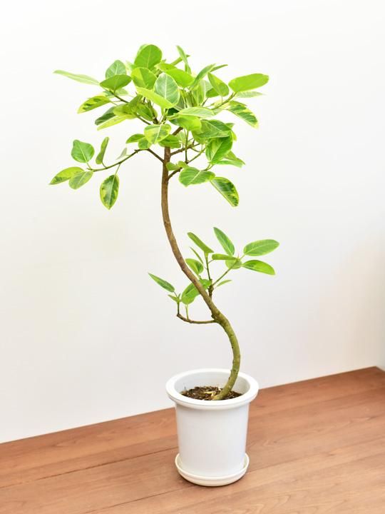 フィカス アルテシーマ 販売 通販 詳細ページ Tree Tree