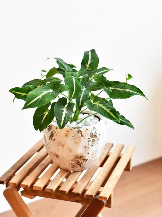 シンゴニューム ウェンドランディ 販売 通販 詳細ページ Tree Tree シンゴニューム ウェンドランディ 販売 通販 詳細ページ Tree Tree