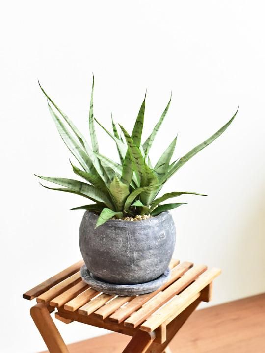 サンスベリア・シルバープリンセス 12161 販売・通販 ［詳細ページ