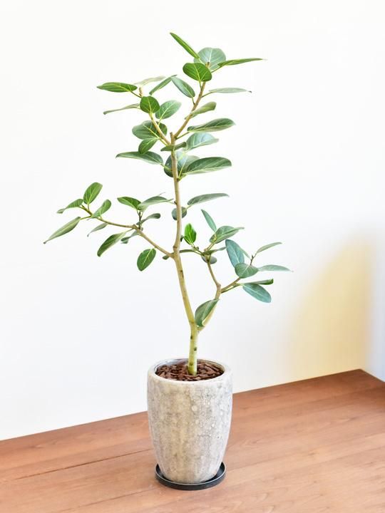 フィカス ベンガレンシス 通販 詳細ページ Tree Tree フィカス ベンガレンシス 通販 詳細ページ Tree Tree