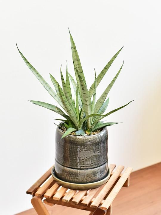 サンスベリア・シルバープリンセス 03171 販売・通販 ［詳細ページ