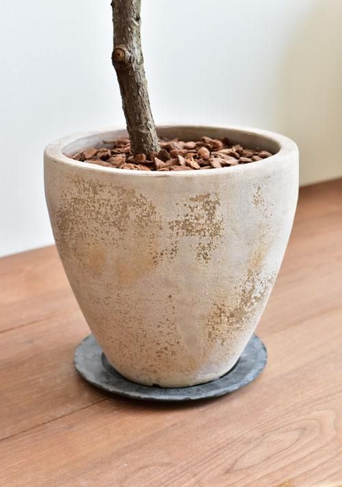 フィカス・バーガンディ 03171 販売・通販 ［詳細ページ］ *tree