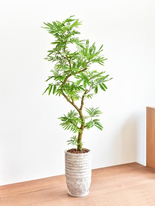エバーフレッシュ 販売 通販 詳細ページ Tree Tree エバーフレッシュ 販売 通販 詳細ページ Tree Tree