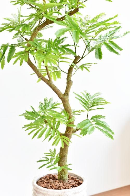 エバーフレッシュ 販売 通販 詳細ページ Tree Tree エバーフレッシュ 販売 通販 詳細ページ Tree Tree