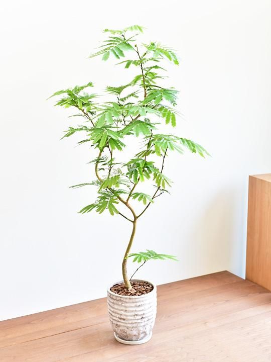 エバーフレッシュ 販売 通販 詳細ページ Tree Tree エバーフレッシュ 販売 通販 詳細ページ Tree Tree
