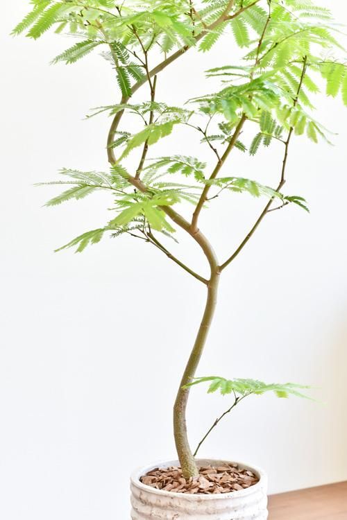 エバーフレッシュ 販売 通販 詳細ページ Tree Tree エバーフレッシュ 販売 通販 詳細ページ Tree Tree