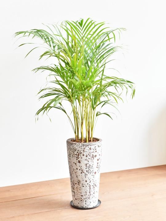 アレカヤシ 販売 通販 詳細ページ Tree Tree アレカヤシ 販売 通販 詳細ページ Tree Tree