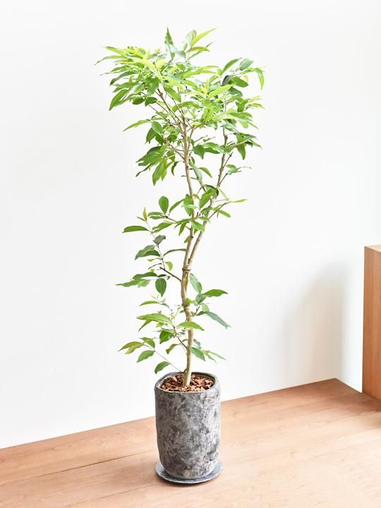 アマゾンオリーブ 販売 通販 Tree Tree