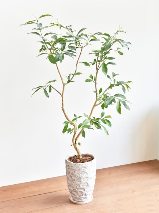 アマゾンオリーブ 販売 通販 Tree Tree