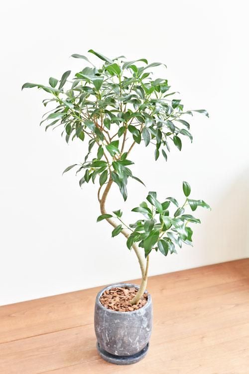 あ*な様 月末迄　フィカス　ジャンボリーフ　大株　朴仕立て　ゴムの木観葉植物　茎 あ*な様 月末迄 フィカス ジャンボリーフ 大株 朴仕立て ゴムの木