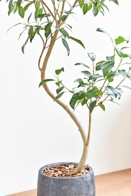 あ*な様 月末迄　フィカス　ジャンボリーフ　大株　朴仕立て　ゴムの木観葉植物　茎 あ*な様 月末迄 フィカス ジャンボリーフ 大株 朴仕立て ゴムの