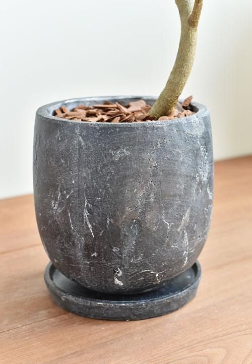 あ*な様 月末迄　フィカス　ジャンボリーフ　大株　朴仕立て　ゴムの木観葉植物　茎 あ*な様 月末迄 フィカス ジャンボリーフ 大株 朴仕立て ゴムの