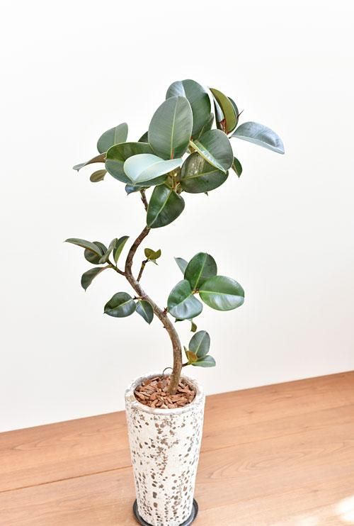 フィカス ソフィア 販売 通販 詳細ページ Tree Tree フィカス ソフィア 販売 通販 詳細ページ Tree Tree