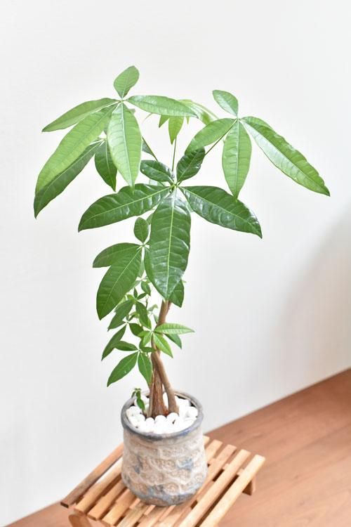 ただよです。パキラ パキラ 実生 鮮明発色 黄斑 ニュータイプ斑入り (Pachira